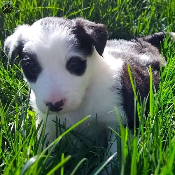 Bandit, Border Collie Puppy